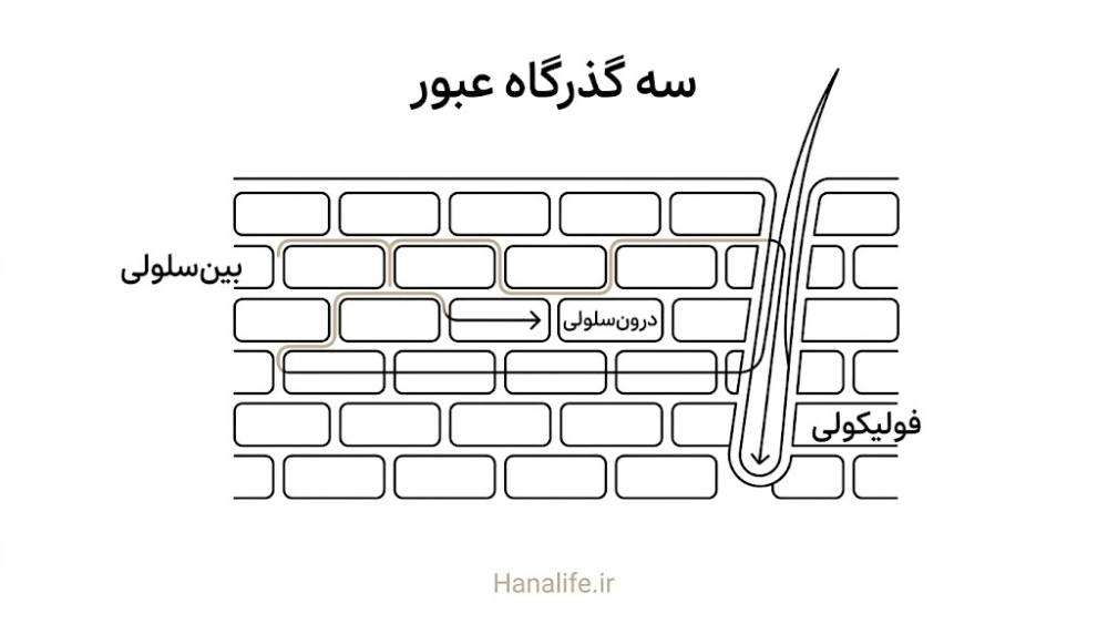 سه مسیر جذب پوستی در برش استراتوم کورنئوم: بینسلولی، درونسلولی و فولیکولی برای ماده مؤثره