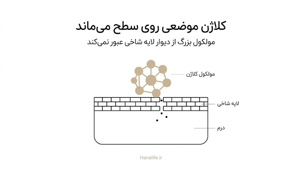 مقطع پوست و دیوار لایه شاخی که مولکول بزرگ کلاژن موضعی را روی سطح پوست نگه می‌دارد