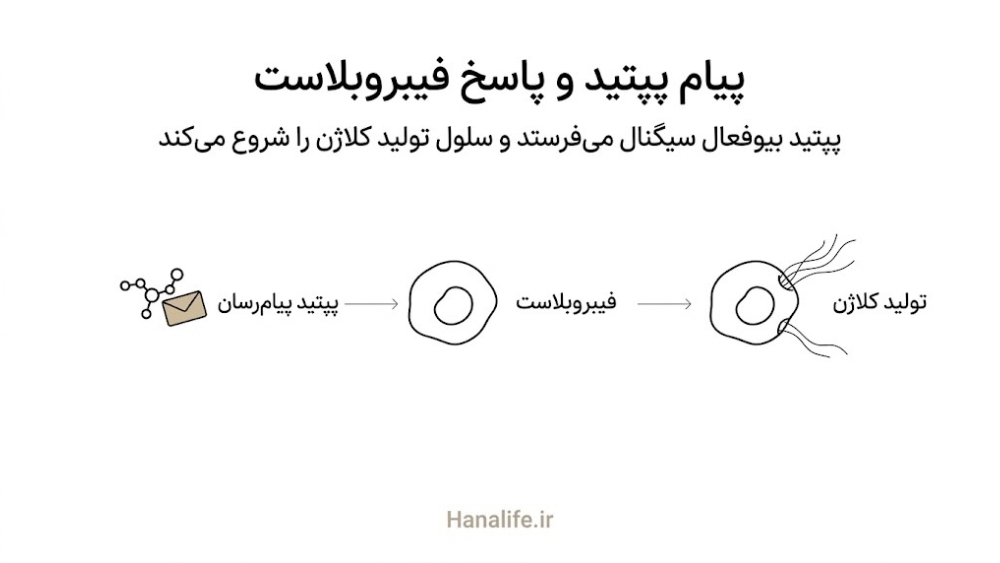 مراحل پیام‌رسانی پپتید بیوفعال به فیبروبلاست برای شروع تولید کلاژن در لایه‌های پوست