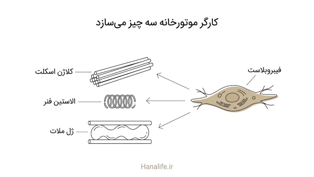  فیبروبلاست درم پوست در حال ساخت کلاژن، الاستین و ژل زمینه‌ای ماتریکس خارج سلولی