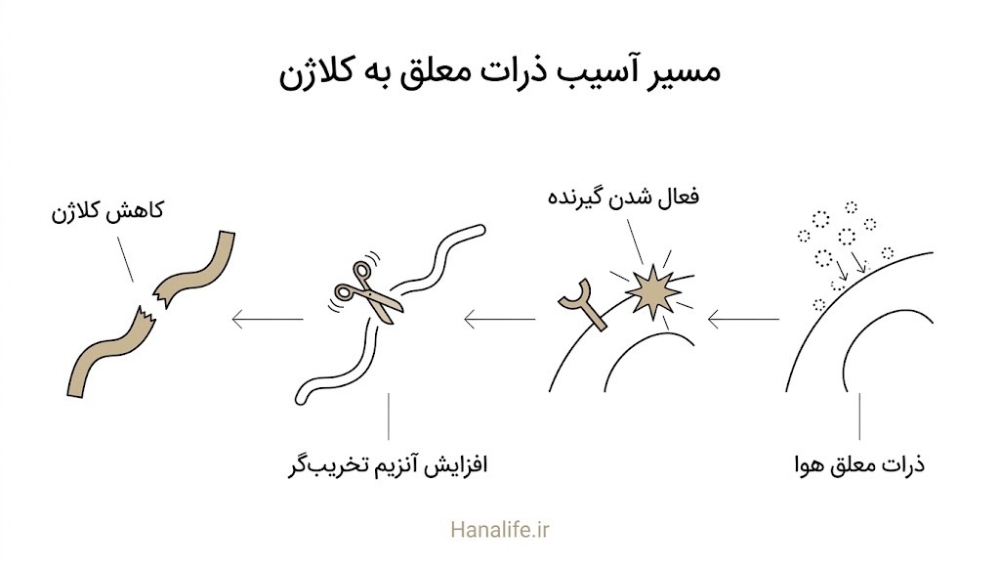  زنجیره آسیب ذرات معلق هوا به کلاژن درم، از فعال شدن گیرنده تا کاهش کلاژن