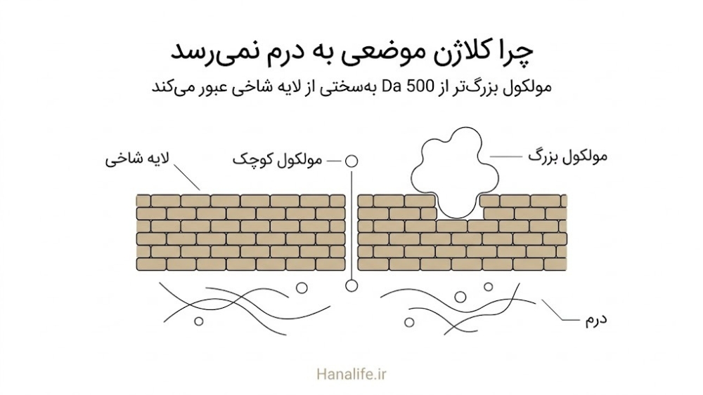 مولکول بزرگ‌تر از 500 Da پشت لایه شاخی می‌ماند و مولکول کوچک به درم می‌رسد