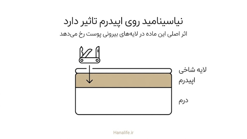 برش ساده پوست با لایه شاخی، اپیدرم و درم؛ محل اثر ویتامین B3 پوست در لایه بیرونی مشخص شده است