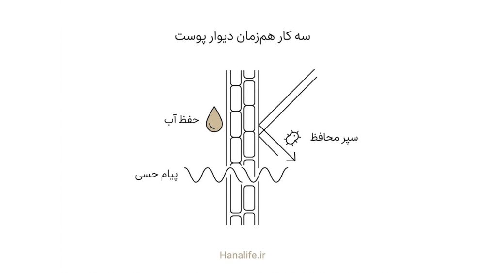سه کار همزمان اپیدرم: نگه داشتن آب، دفع نور و میکروب و انتقال پیام حسی در مقطع دیوار پوست