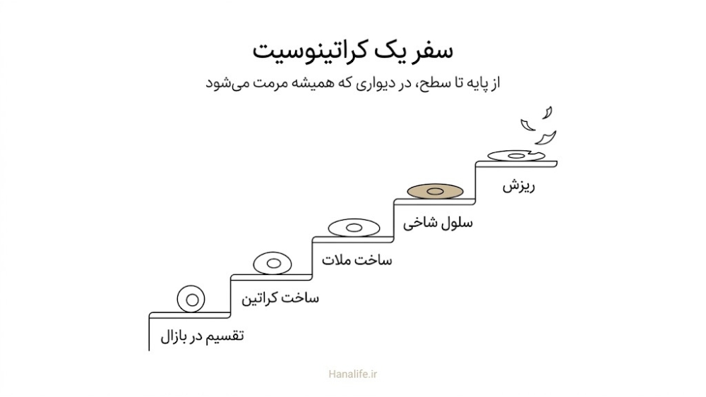 مسیر کراتینوسیت در اپیدرم از تقسیم در لایه بازال تا ریزش در لایه شاخی روی پلکانی پنجطبقه