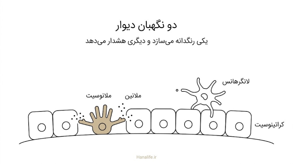 ملانوسیت در حال دادن ملانین به کراتینوسیتها و سلول لانگرهانس در حال نگهبانی در اپیدرم