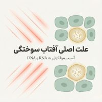 تصویر آموزشی نشان‌دهنده نفوذ پرتوهای فرابنفش به سلول‌های پوست و آسیب مولکولی به RNA و DNA